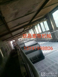 提升養殖效益新選擇 河北小豬保育床的安裝服務與環境衛生優勢詳解
